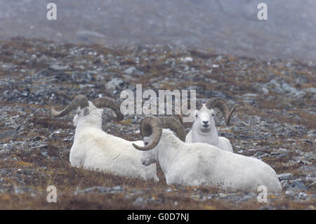 Dall pecore arieti su un prato alpino in nevicata Foto Stock