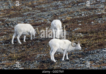 Dall pecore arieti su un prato alpino Foto Stock