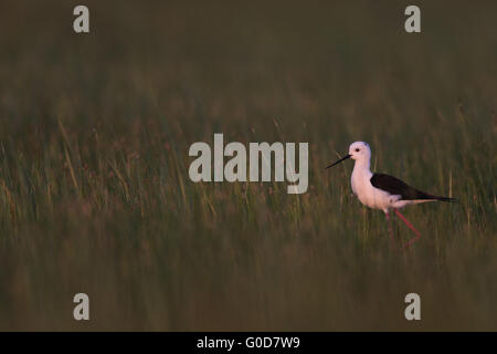 Black-winged stilt Ungheria Foto Stock