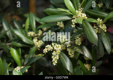 Blooming Olive tree Foto Stock