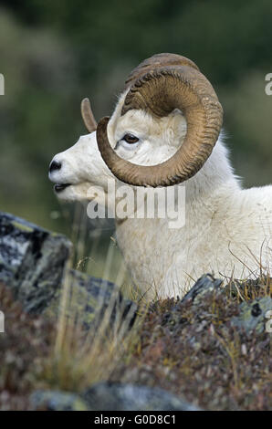 Ritratto di una pecora dallâ ram Foto Stock