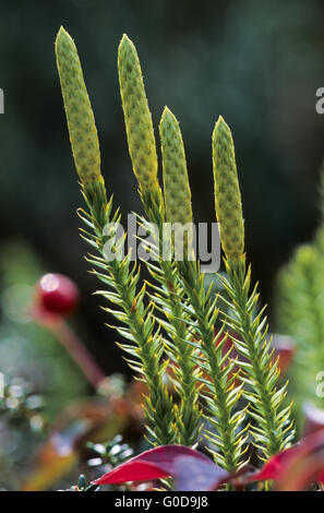 Clubmoss rigido ogni ramo contenente un cono a th Foto Stock