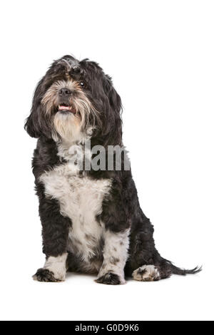 Razza mista piccolo cane soffici Foto Stock