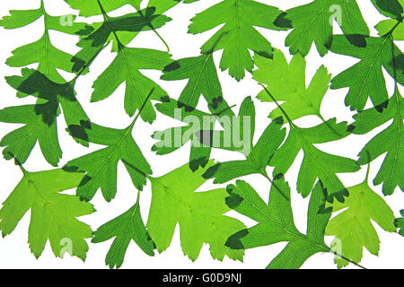 Foglie di biancospino (Crataegus) Foto Stock