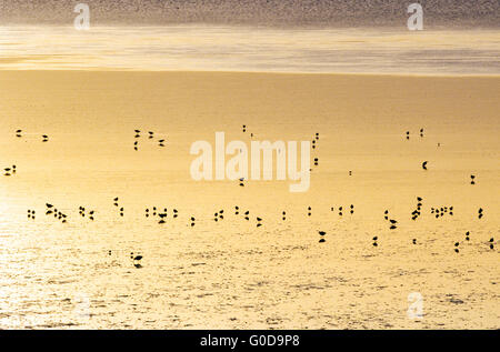 Oystercatcher e ice floes nel mare di Wadden Foto Stock