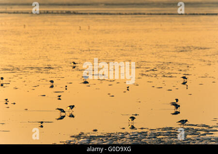 Oystercatcher tra ice floes nel mare di Wadden Foto Stock