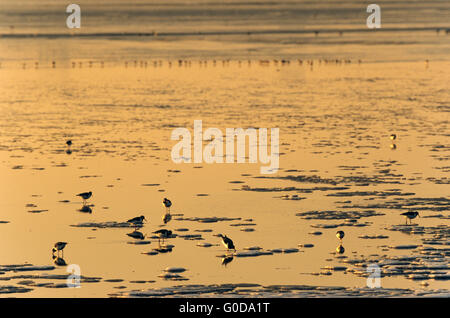 Oystercatcher tra ice floes nel mare di Wadden Foto Stock