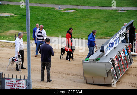 Partenza del Greyhound Racing, Shelbourne Park Greyhound Stadium, Dublino, Irlanda Foto Stock