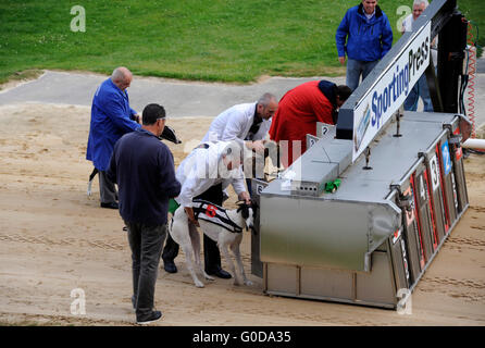 Partenza del Greyhound Racing, Shelbourne Park Greyhound Stadium, Dublino, Irlanda Foto Stock