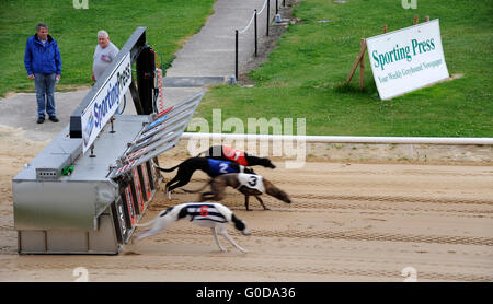 Partenza del Greyhound Racing, Shelbourne Park Greyhound Stadium, Dublino, Irlanda Foto Stock