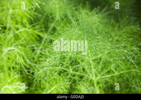 Bella feathery le foglie verdi del finocchio. sfondo astratto Foto Stock