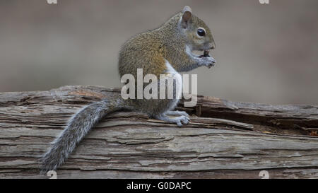 Scoiattolo grigio Foto Stock