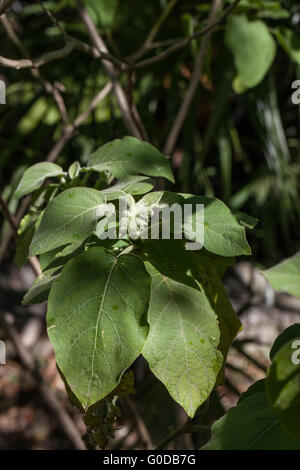 Solanum mauritianum Foto Stock