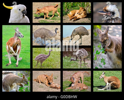 Quattordici foto mosaico di animali Australiani Foto Stock