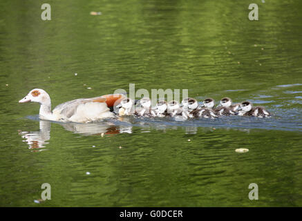 Oca egiziana i bambini Foto Stock