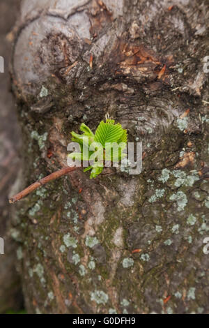 Foglia verde pattern sul incrinato corteccia di un albero vicino fino Foto Stock