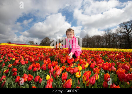 Lola Ward,8,picking tulipani in un campo vicino a King's Lynn nel Norfolk venerdì 8 aprile,in Gran Bretagna da ultimo bulbfield rimanenti. Foto Stock