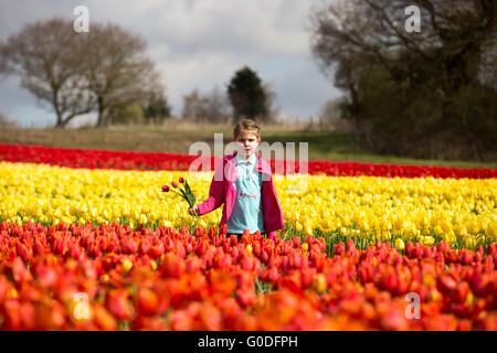 Lola Ward,8,picking tulipani in un campo vicino a King's Lynn nel Norfolk venerdì 8 aprile,in Gran Bretagna da ultimo bulbfield rimanenti. Foto Stock