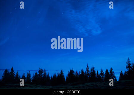 Foresta di pini sotto blu scuro cielo notturno Foto Stock