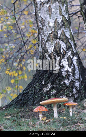 Fly Agaric utilizzato da alcune culture come intoxiccant Foto Stock