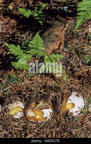 Stinkhorn in stadio giovanile chiamato witchs uovo Foto Stock