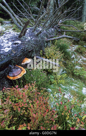 Rosso-nastrare Polypore cresce su alberi di conifere Foto Stock