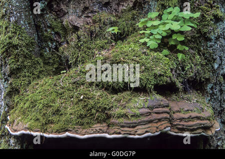 Artisti staffa utilizzata nella medicina naturale cinese Foto Stock