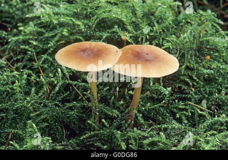 Oak dura-gambo possono essere trovati nelle foreste di conifere Foto Stock