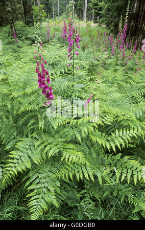 Foxglove tra Bracken Foto Stock