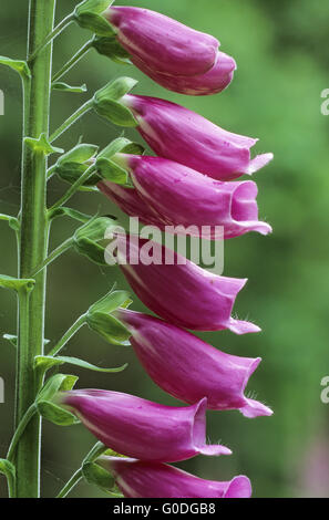 Foxglove blossoms Foto Stock