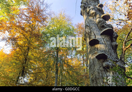 Staffa Tinder al tronco di un faggio europeo Foto Stock