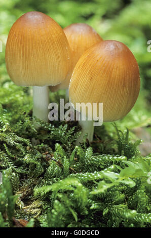 Tappo di mica è un non riconosciuto di funghi commestibili Foto Stock