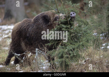 Il Cinghiale tusker segna il suo territorio nel solco Foto Stock