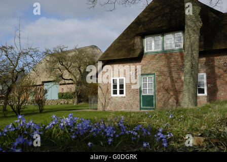 Il frisone casa in Nieblum Foto Stock