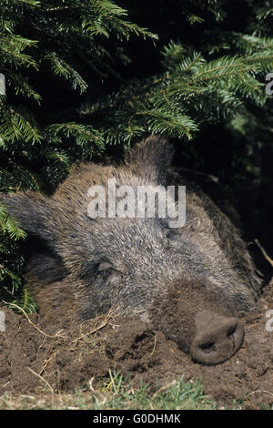 Il Cinghiale seminare ritratto durante il sonno Foto Stock