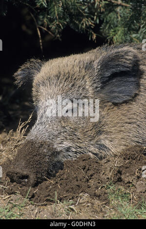 Il Cinghiale seminare ritratto durante il sonno Foto Stock