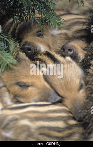 Il Cinghiale scrofa e suinetti che giace vicino insieme Foto Stock