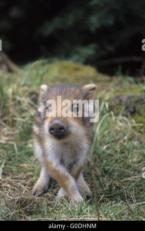 Il Cinghiale maialino osserva conspecifics avviso Foto Stock