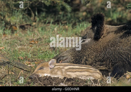 Il Cinghiale sow e maialino dormire vicino insieme Foto Stock