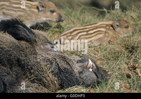 Boar hog shoats dormire nel riscaldamento del sole di primavera Foto Stock