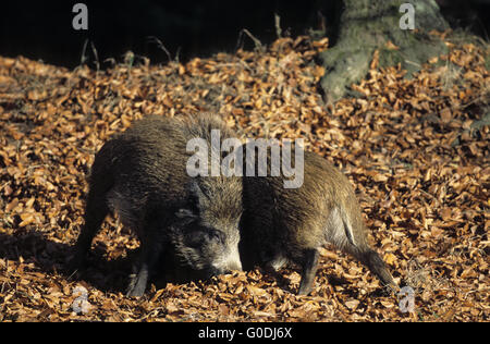 Giovani Cinghiali scherzosamente combattimenti Foto Stock