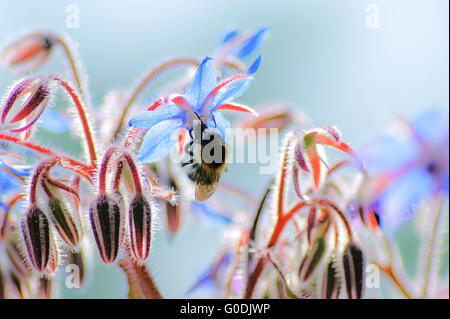 La borragine (borragine officinalis), fiori e boccioli Foto Stock