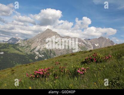 Estate nelle Alpi Svizzere Foto Stock