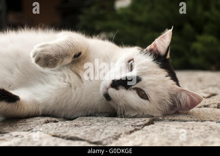 Bianco e nero Gatto sdraiato sul selciato superficie giardino Foto Stock