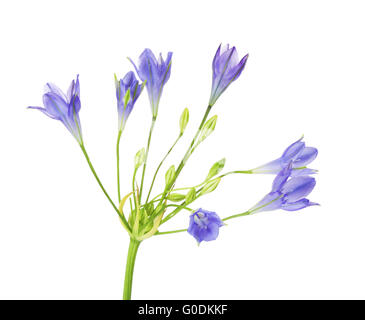 Brodiaea fiore Foto Stock