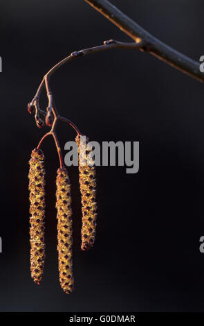 Ontano comune infiorescenza maschile in controluce Foto Stock