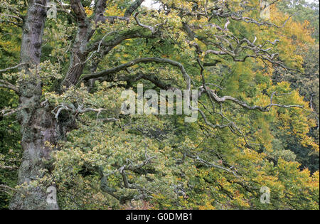 Farnia è a lungo vissuto tree Foto Stock