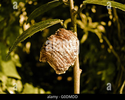 Rivestimento adesivo del gigante asiatico mantide religiosa Hierodula membranacea Foto Stock