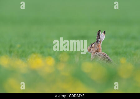 Lepre europea -Tessel, Holland- Foto Stock