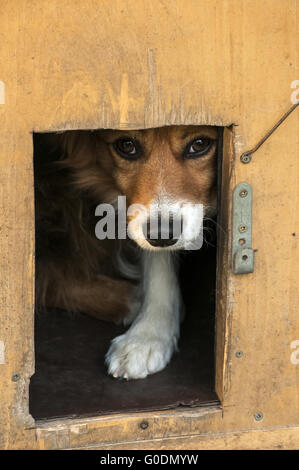Razza mista la testa del cane Foto Stock